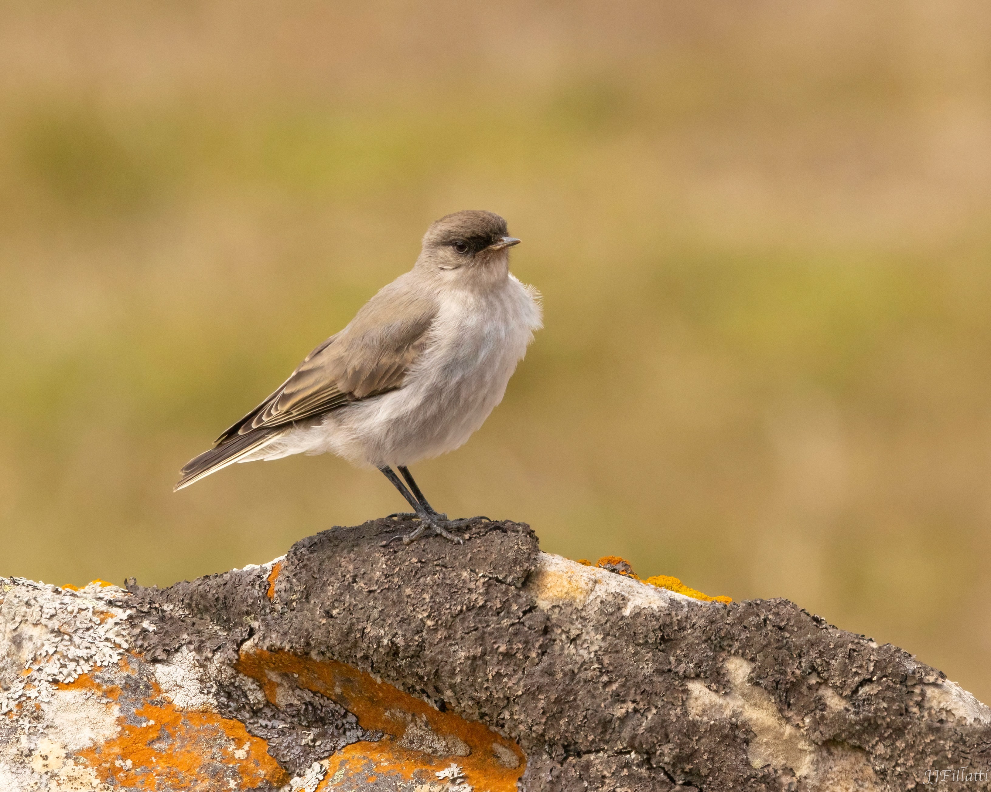 bird of the falklands image 103